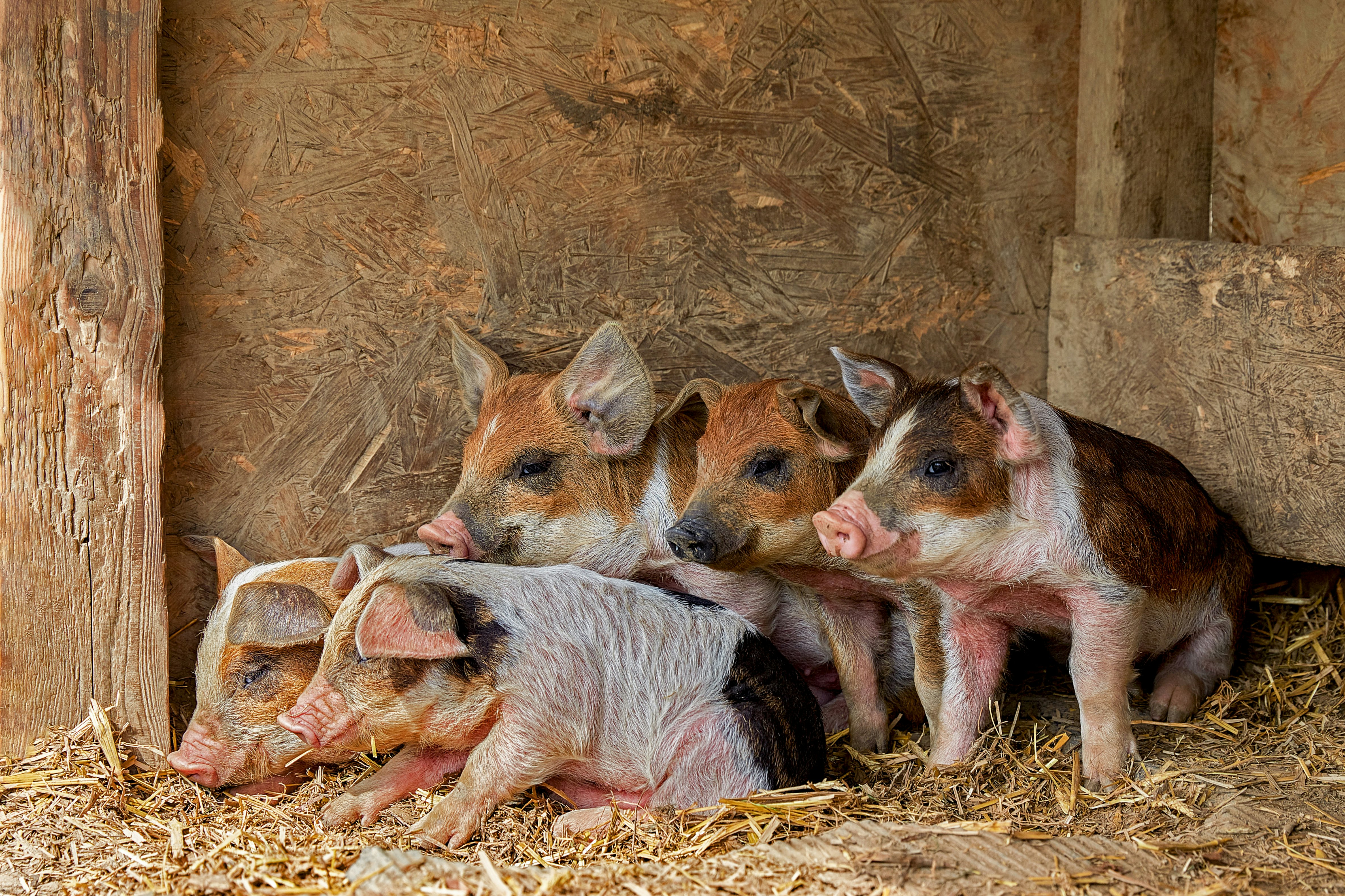 4 brown and black goats on brown dried grass